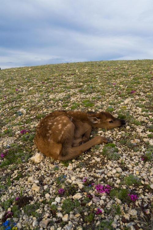 Wyoming High Country Lodge image 42